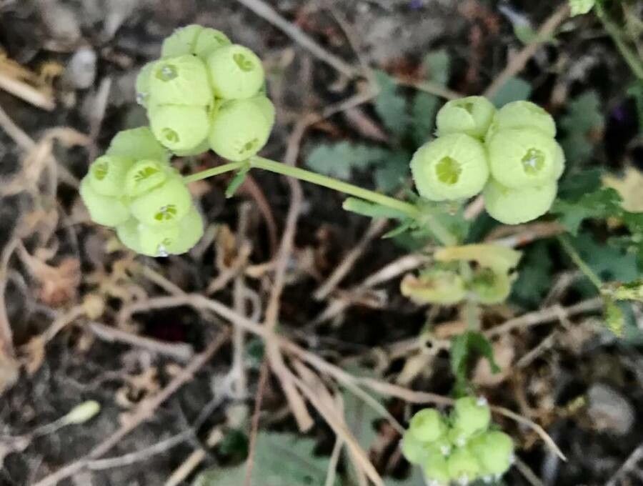 Valeriana vesicaria fruit