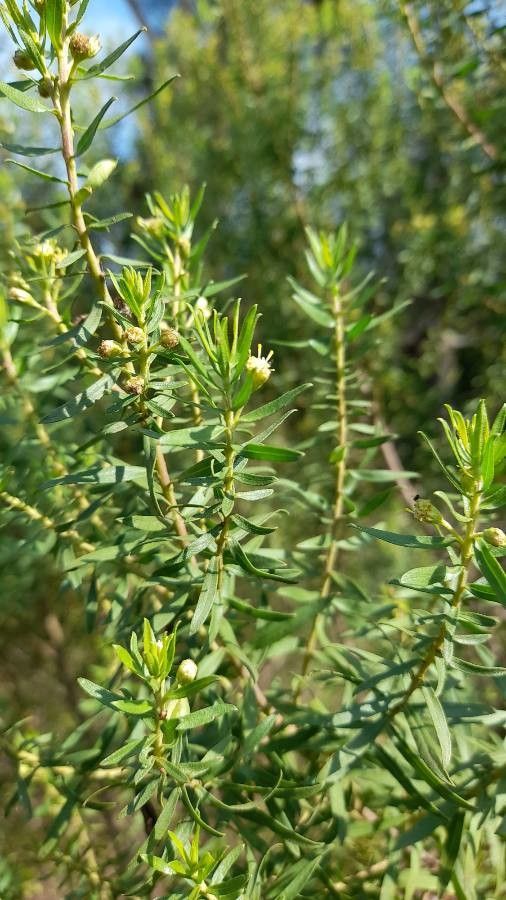 Baccharis dracunculifolia — search result for 'Baccharis'