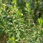 Baccharis dracunculifolia