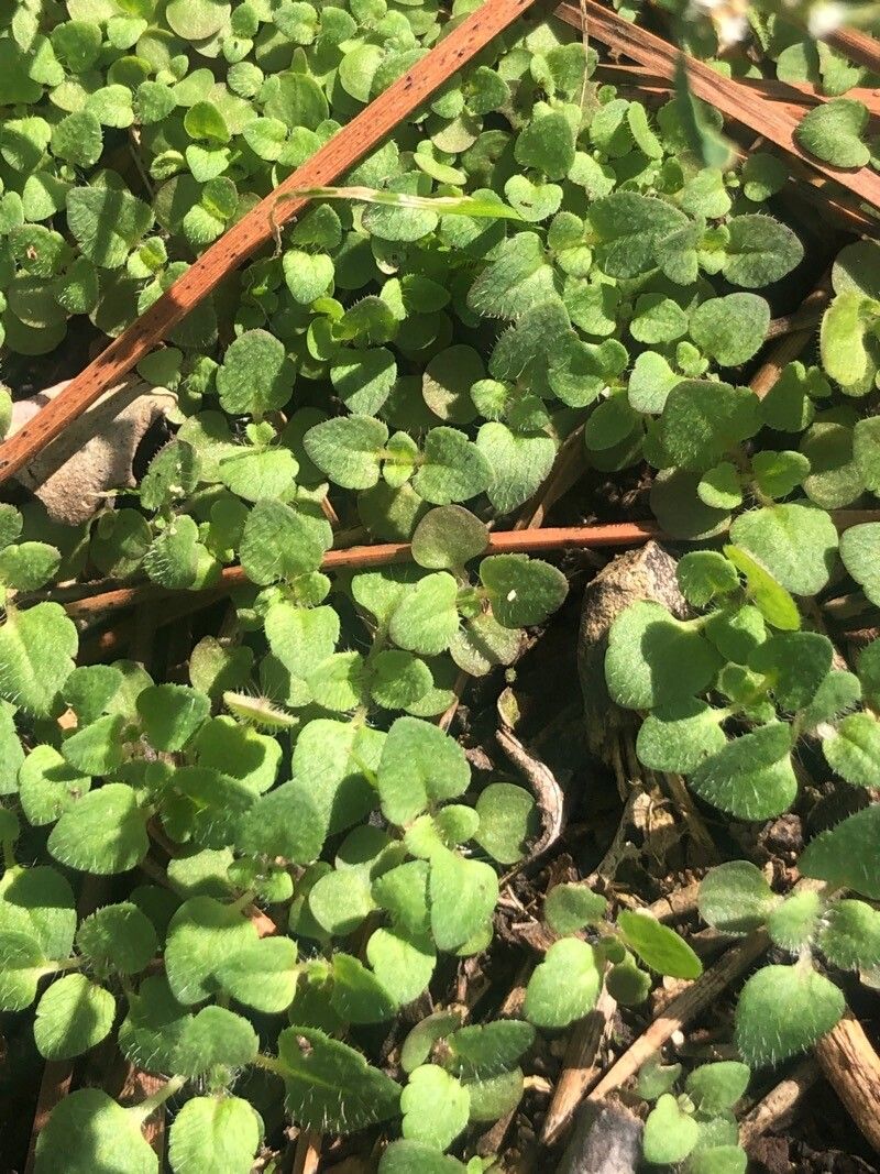 Polygonum arenastrum