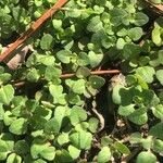 Polygonum arenastrum