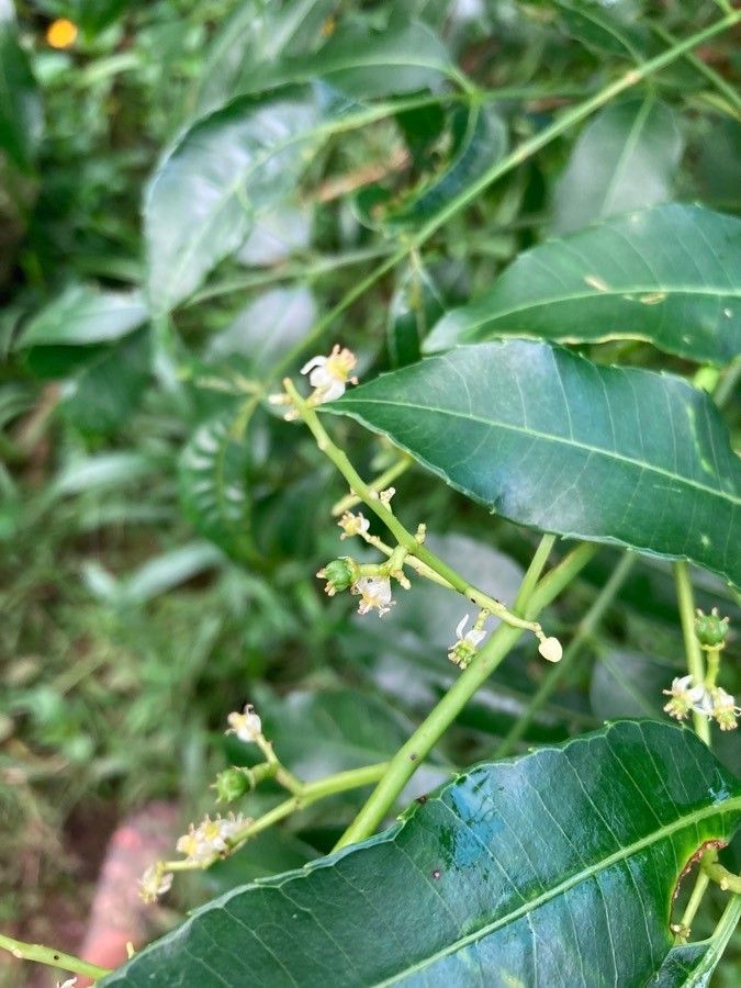 Spondias dulcis flower