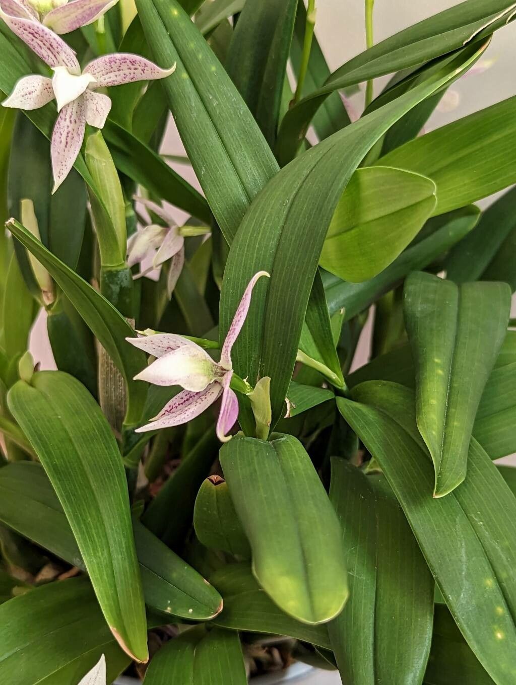 Prosthechea garciana leaf