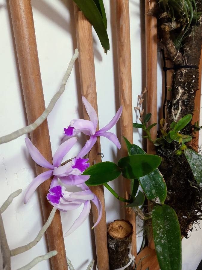 Cattleya intermedia flower