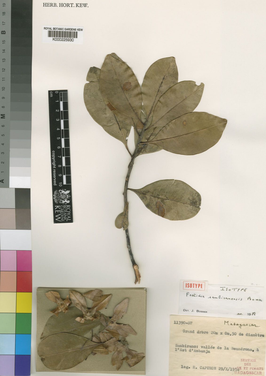 Foetidia sambiranensis — houseplant care guide