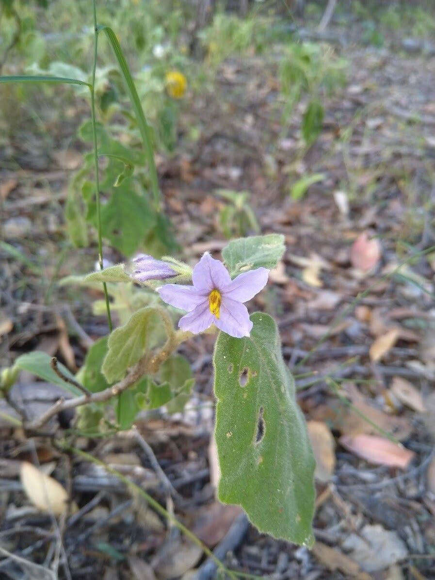 Solanum gympiense flower