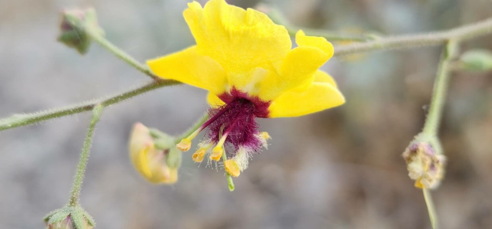 Verbascum farsistanicum flower