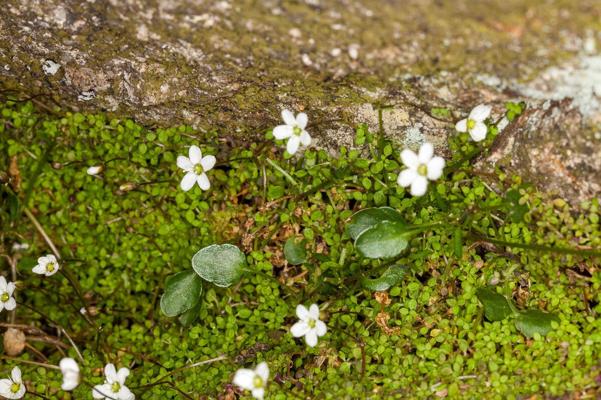 Arenaria balearica habit