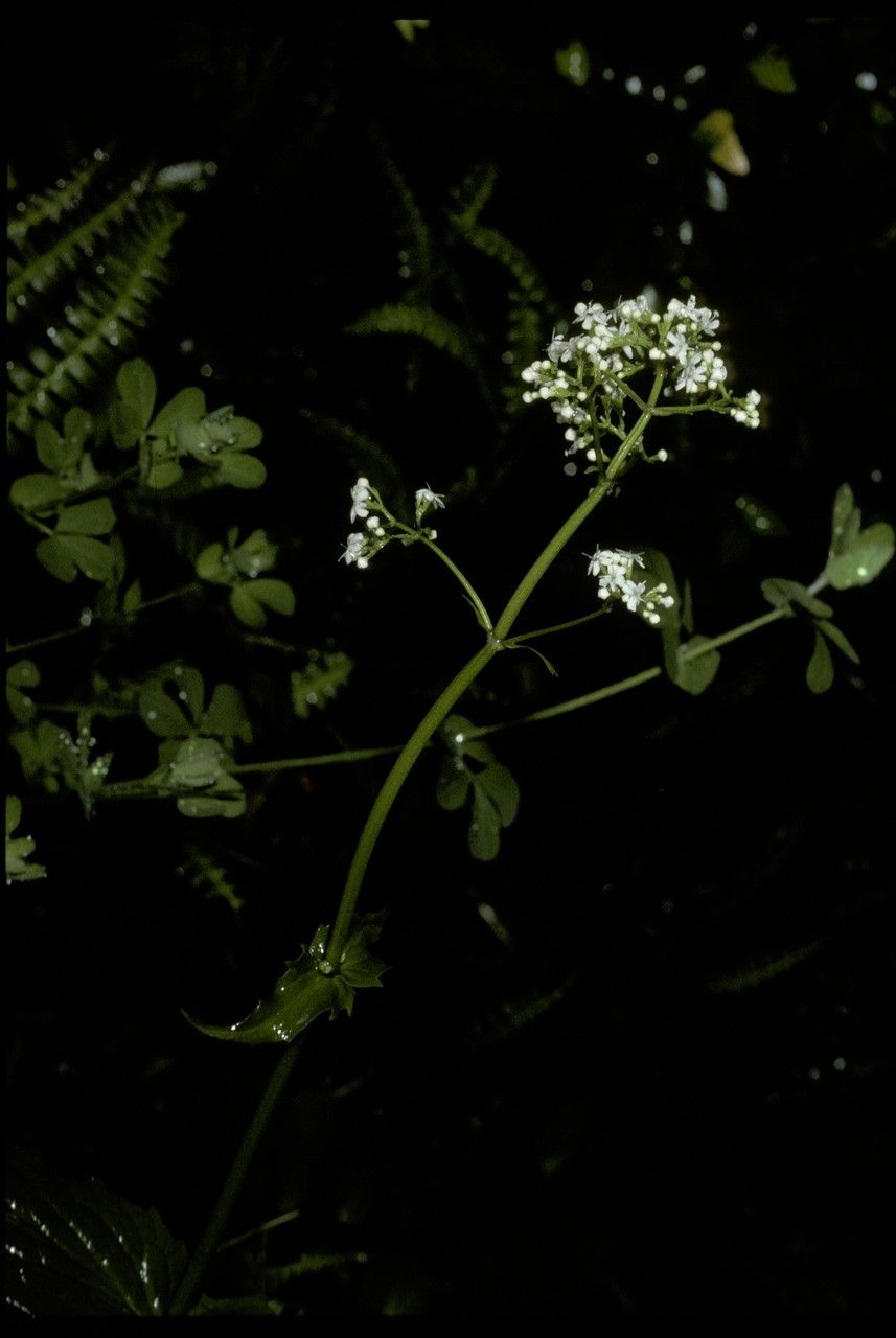 Valeriana lapathifolia — search result for 'Valeriana'