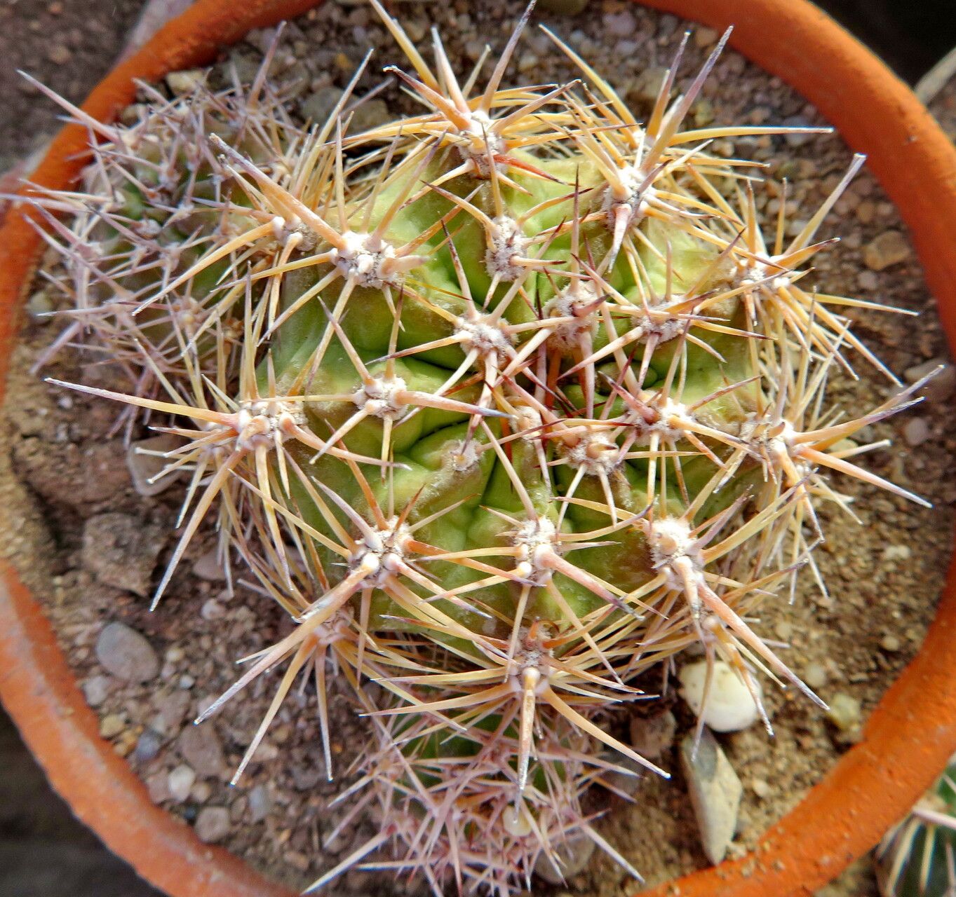 Soehrensia grandiflora leaf
