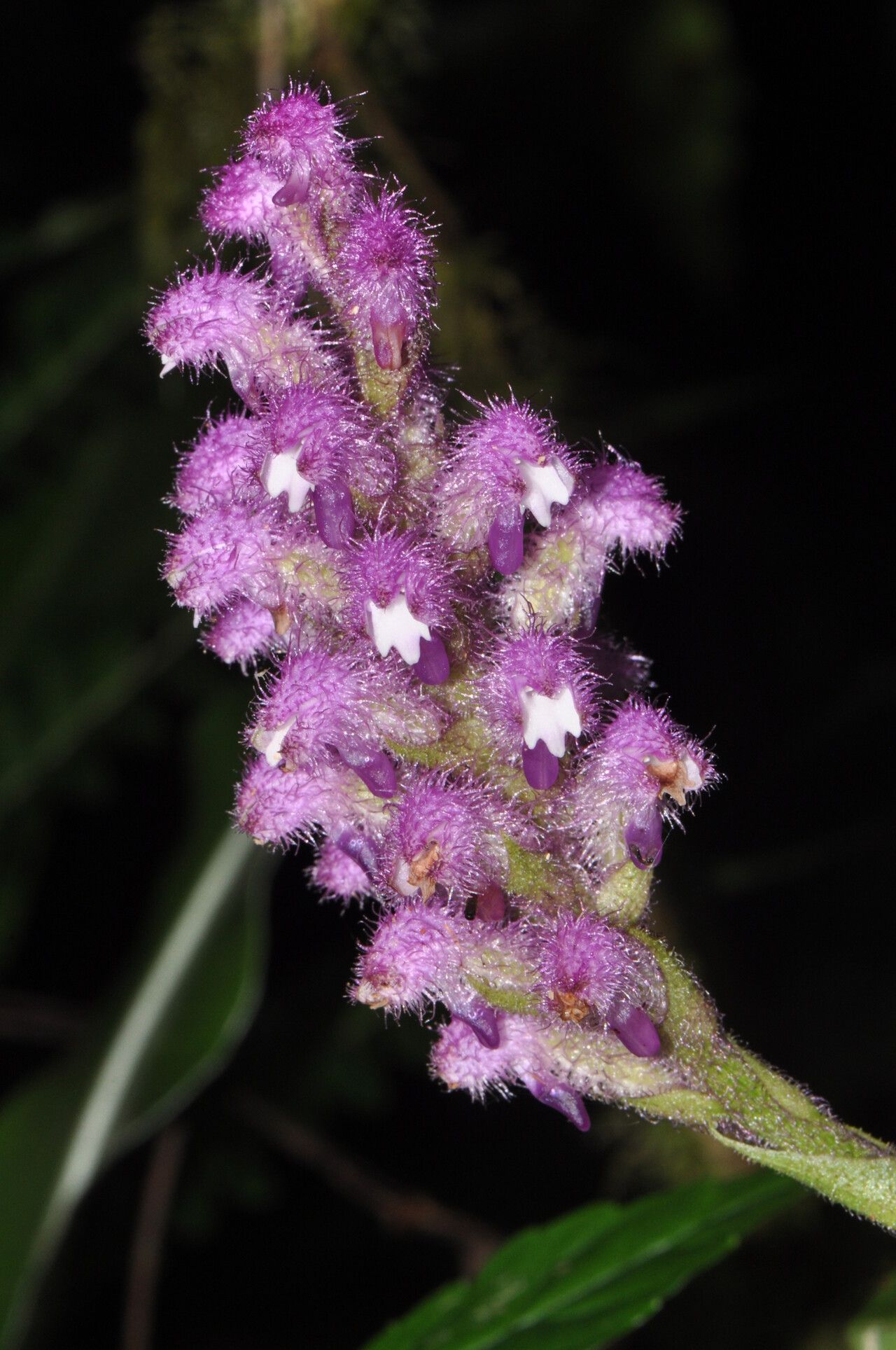 Cynorkis villosa flower