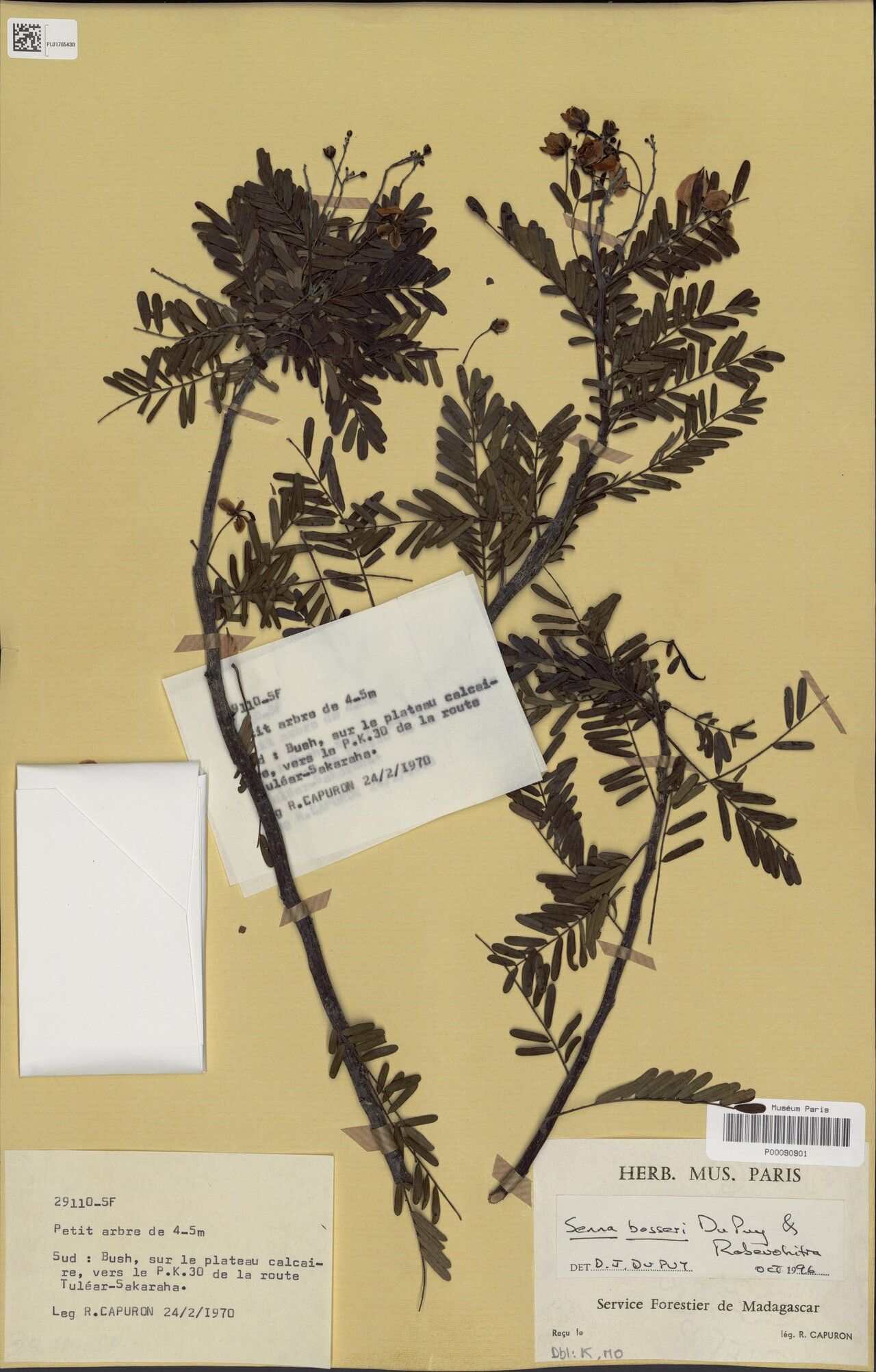 Senna bosseri — search result for 'Senna'