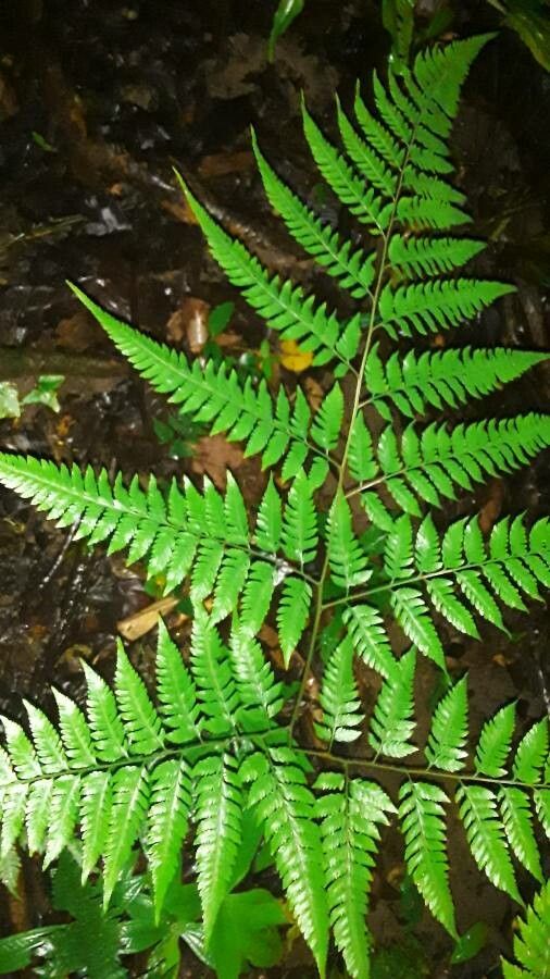 Tectaria rivalis — houseplant care guide