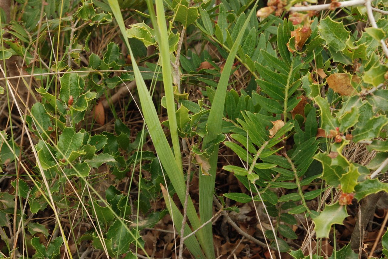 Gladiolus dubius — search result for 'Gladiolus'