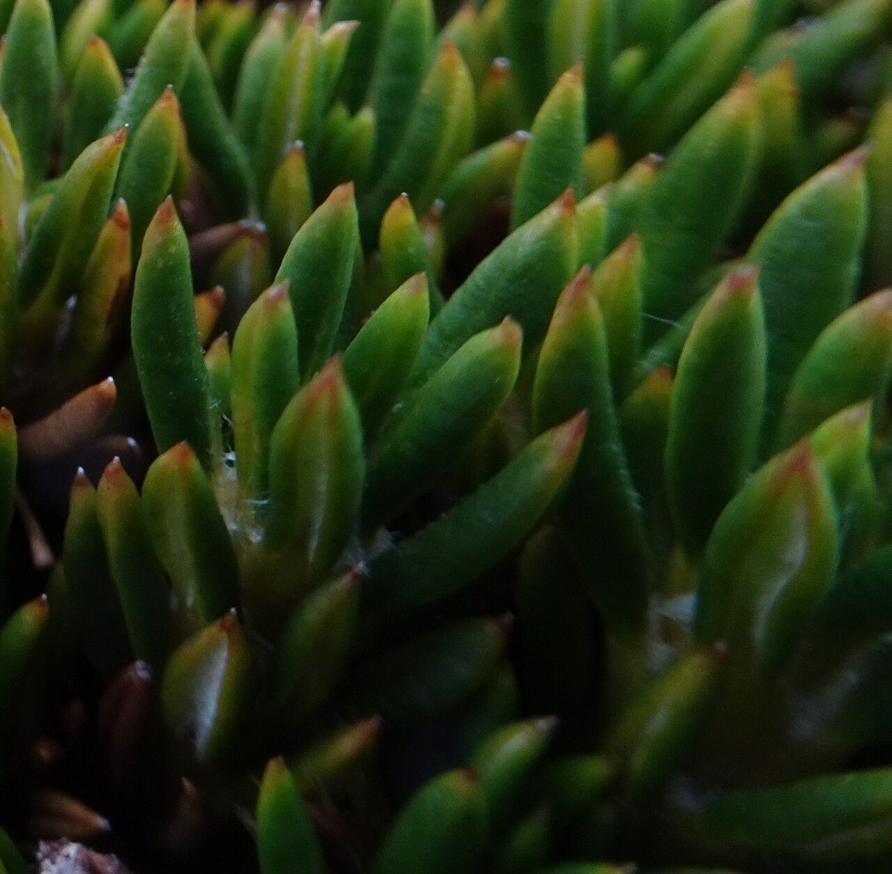 Diplostephium colombianum leaf