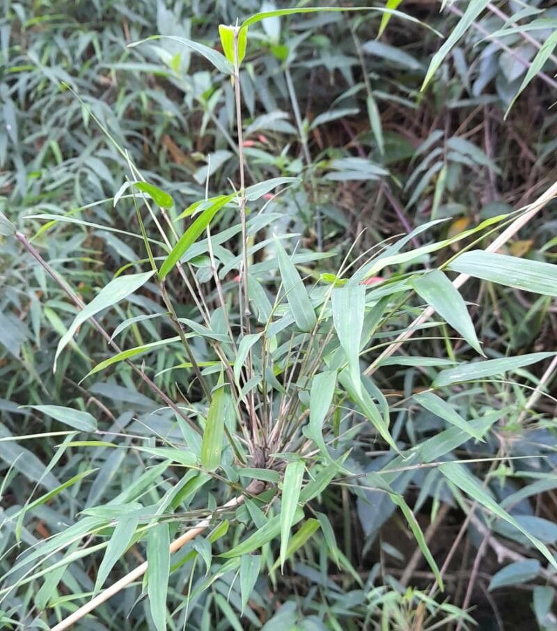 Chusquea ramosissima — houseplant care guide