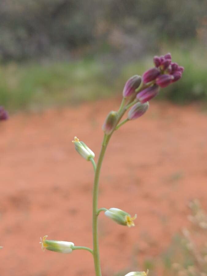 Streptanthus heterophyllus flower