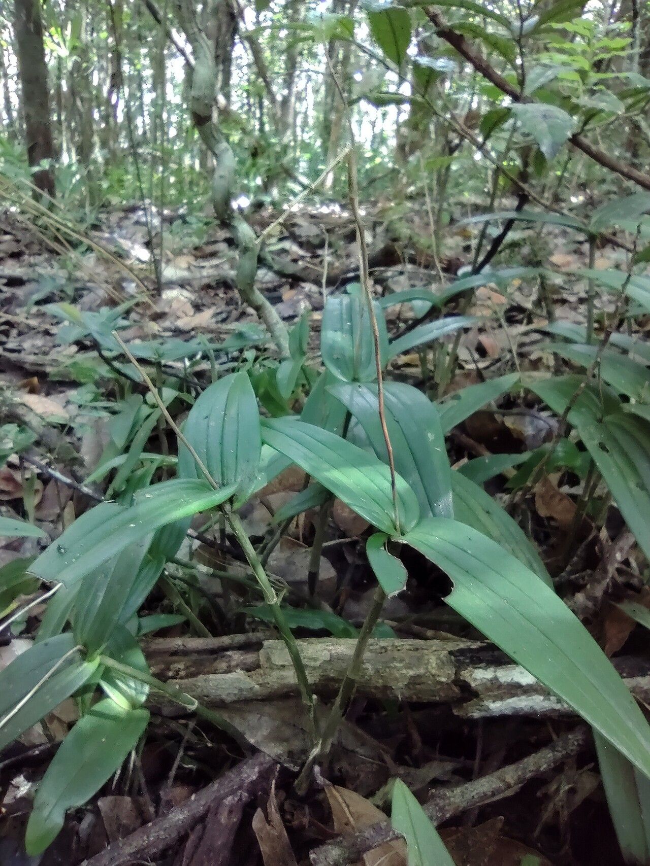 Liparis listeroides habit