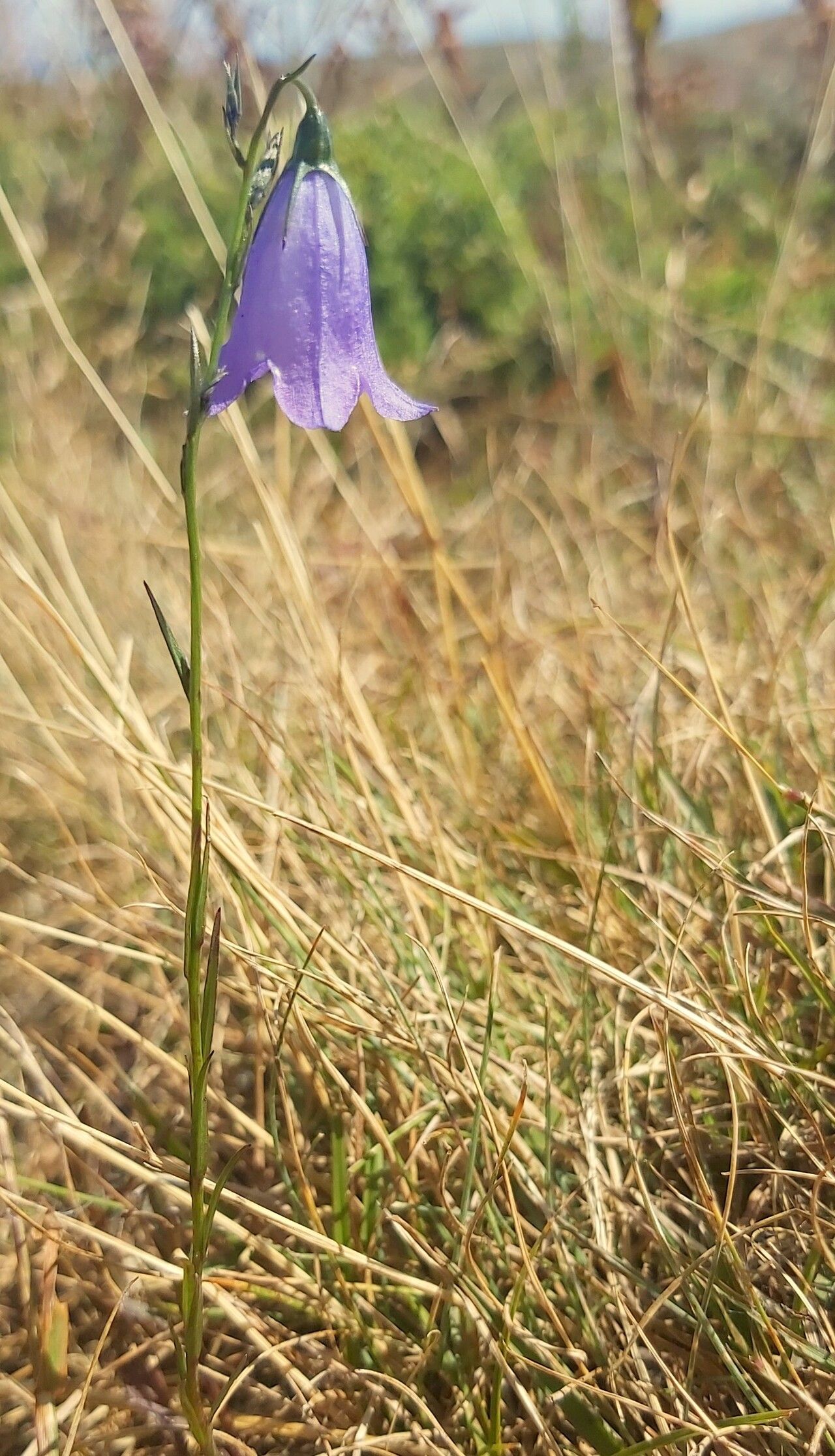 Campanula trojanensis flower