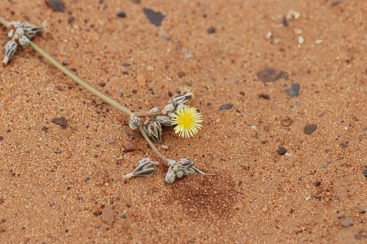 Launaea capitata flower