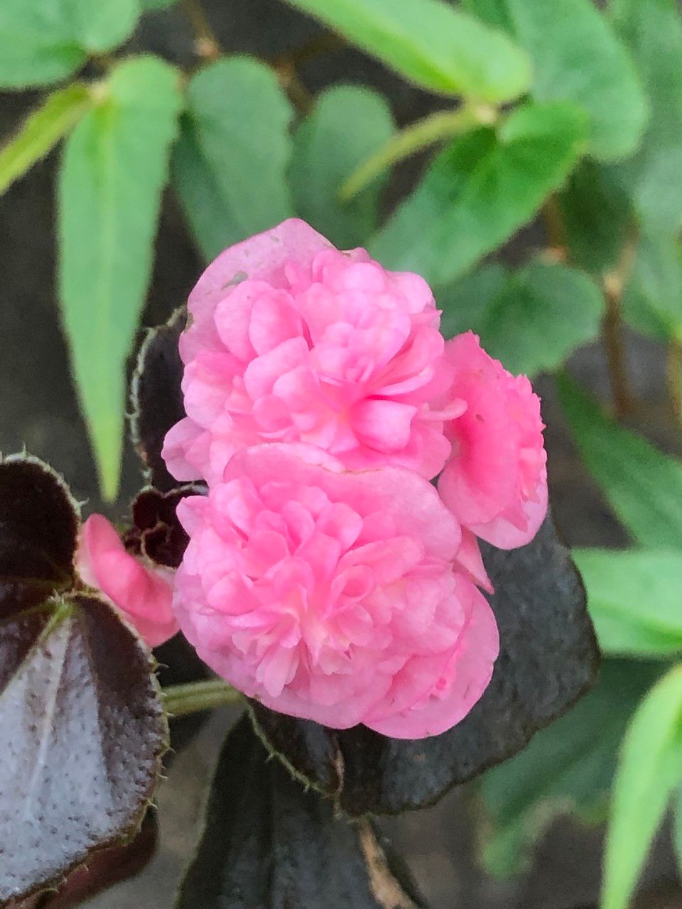 Begonia cucullata cv. 'Doublet Rose Pink' flower