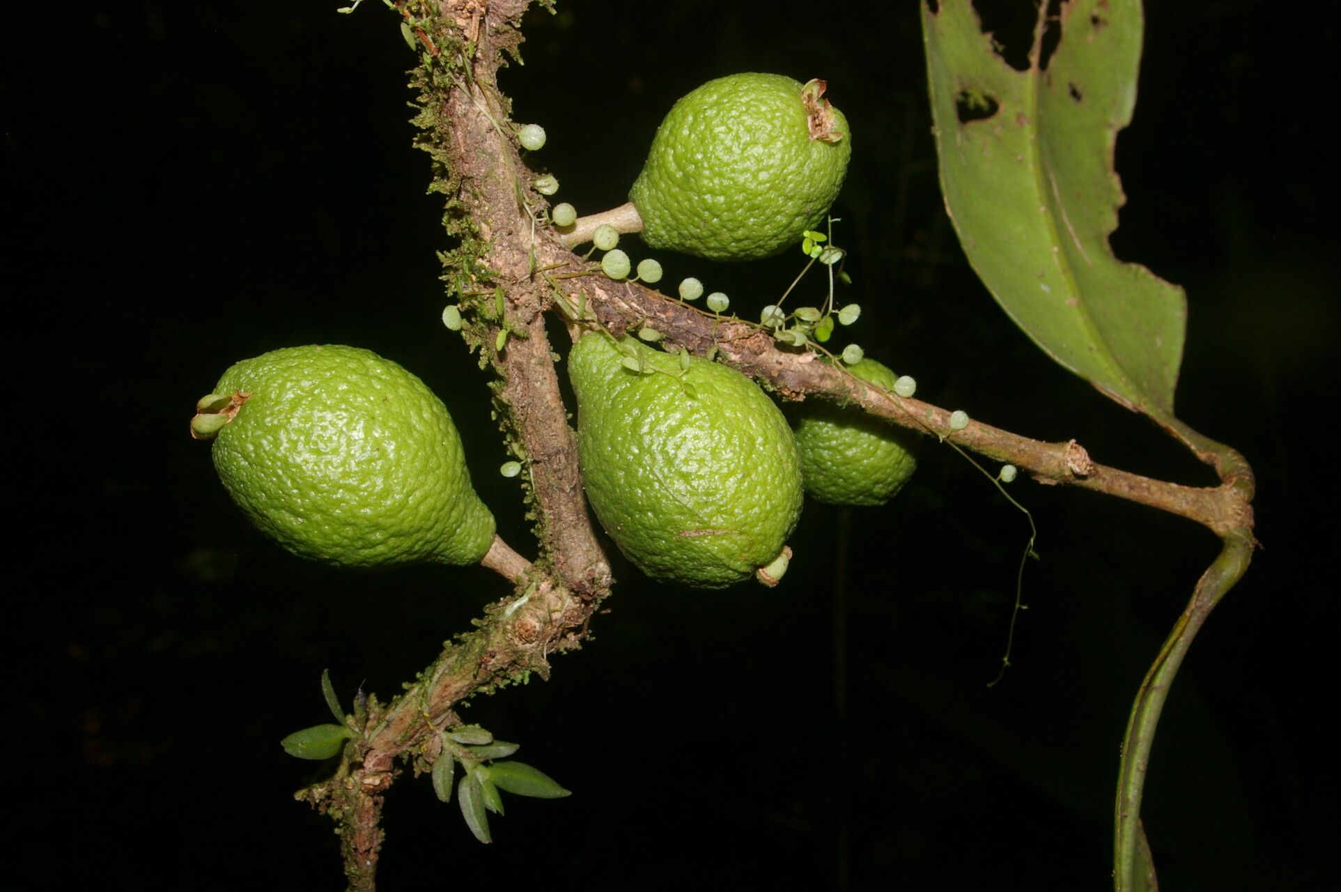 Eugenia herrerae fruit