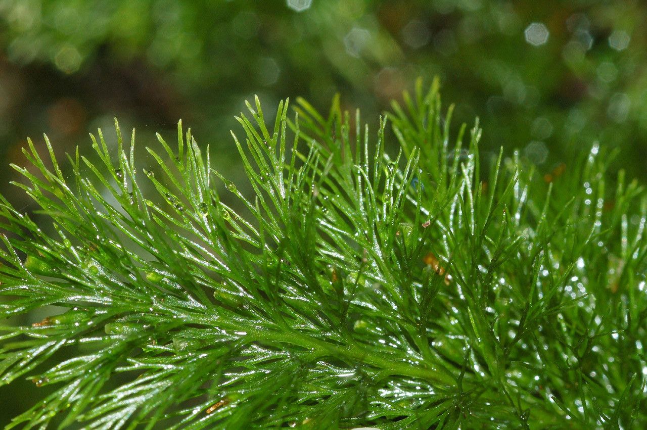 Trichomanes laetum — houseplant care guide