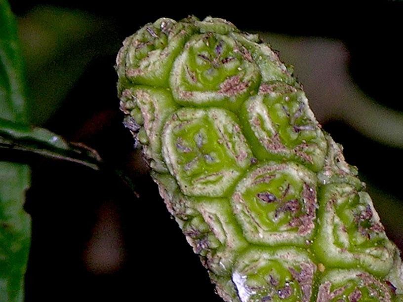 Asplundia vagans fruit