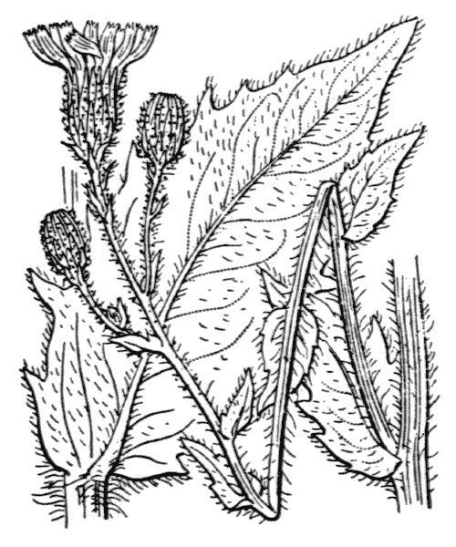 Hieracium patens other