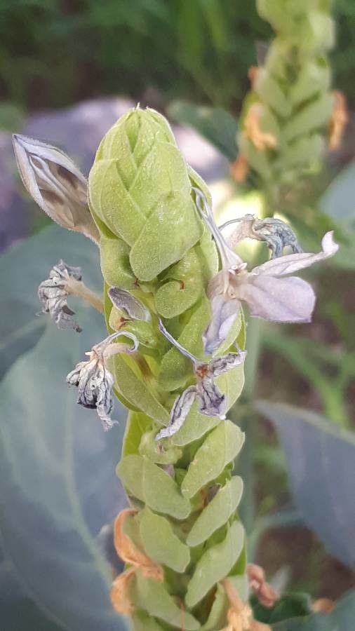 Ecbolium viride flower