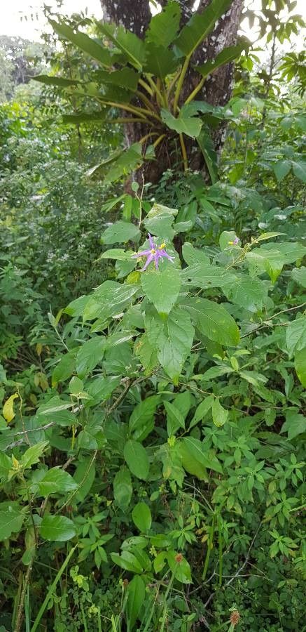 Solanum lanceifolium flower