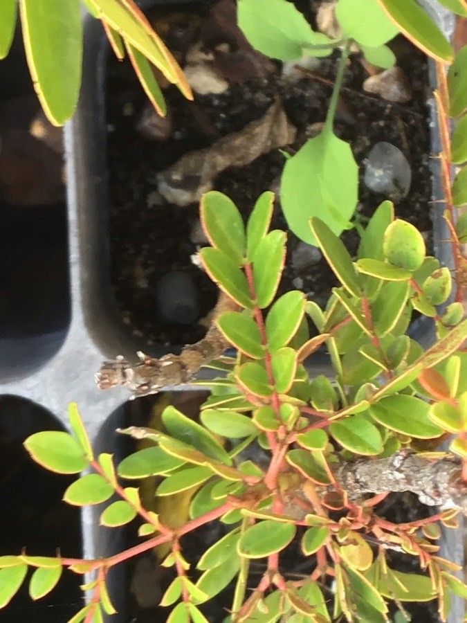 Caesalpinia spinosa — search result for 'Caesalpinia'