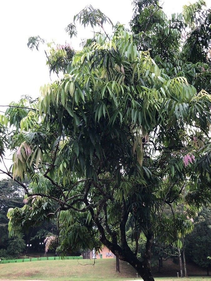Lepisanthes alata habit