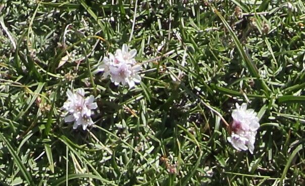 Armeria multiceps flower