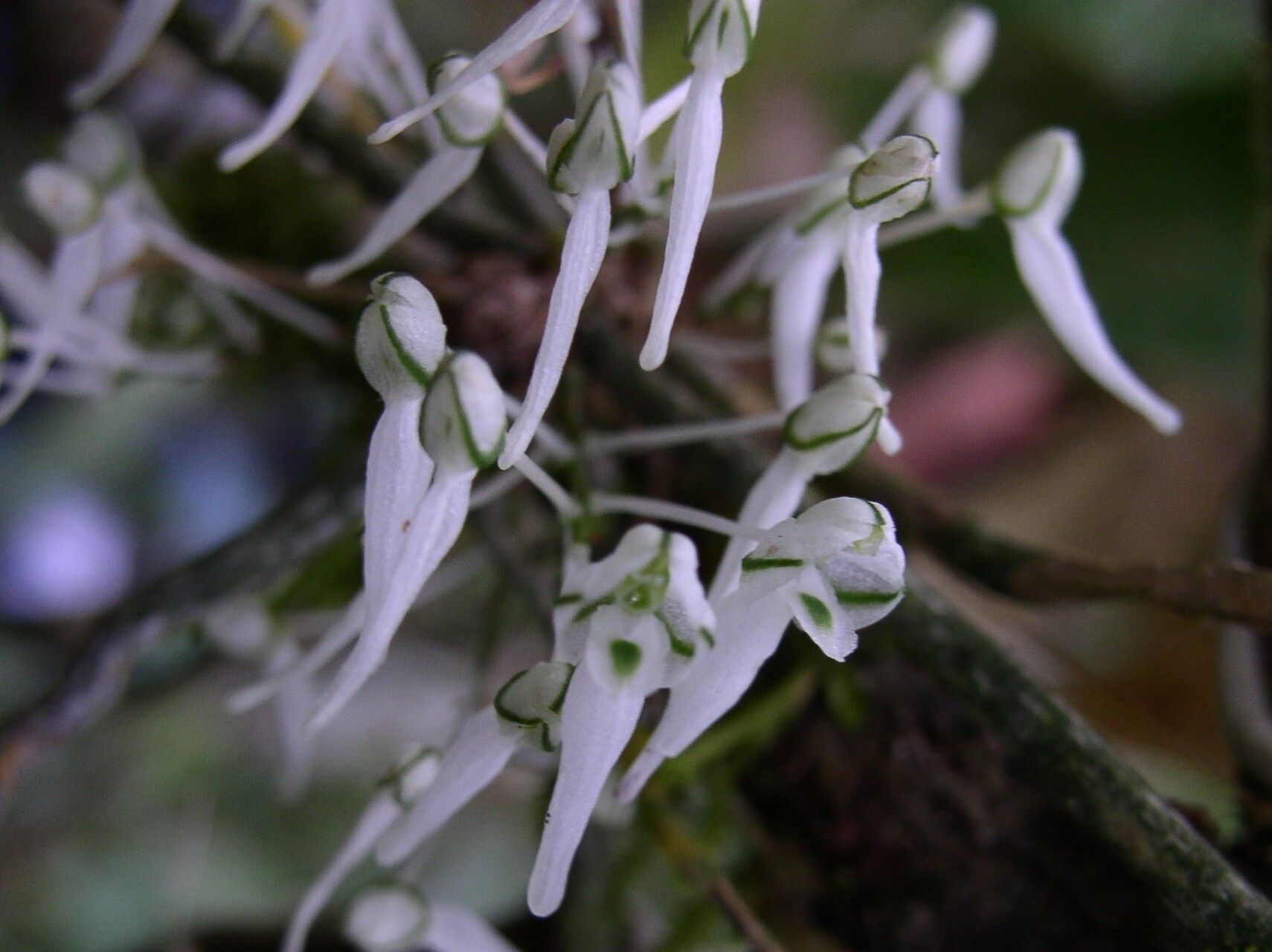 Microcoelia caespitosa flower