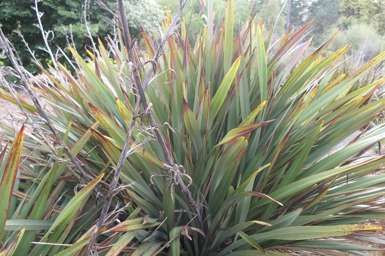 Phormium colensoi