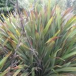 Phormium colensoi