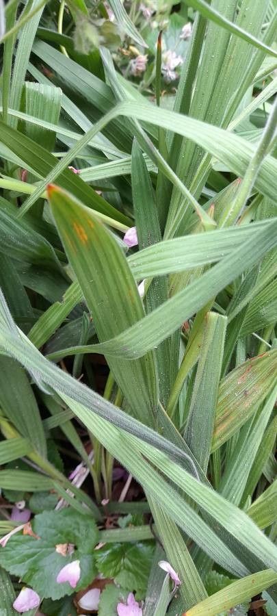 Babiana angustifolia leaf