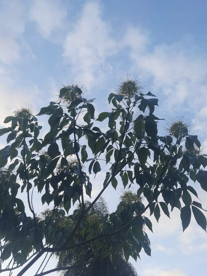 Crateva tapia — houseplant care guide