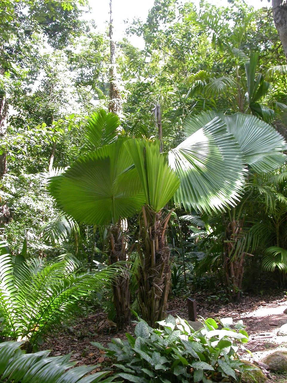 Licuala peltata habit