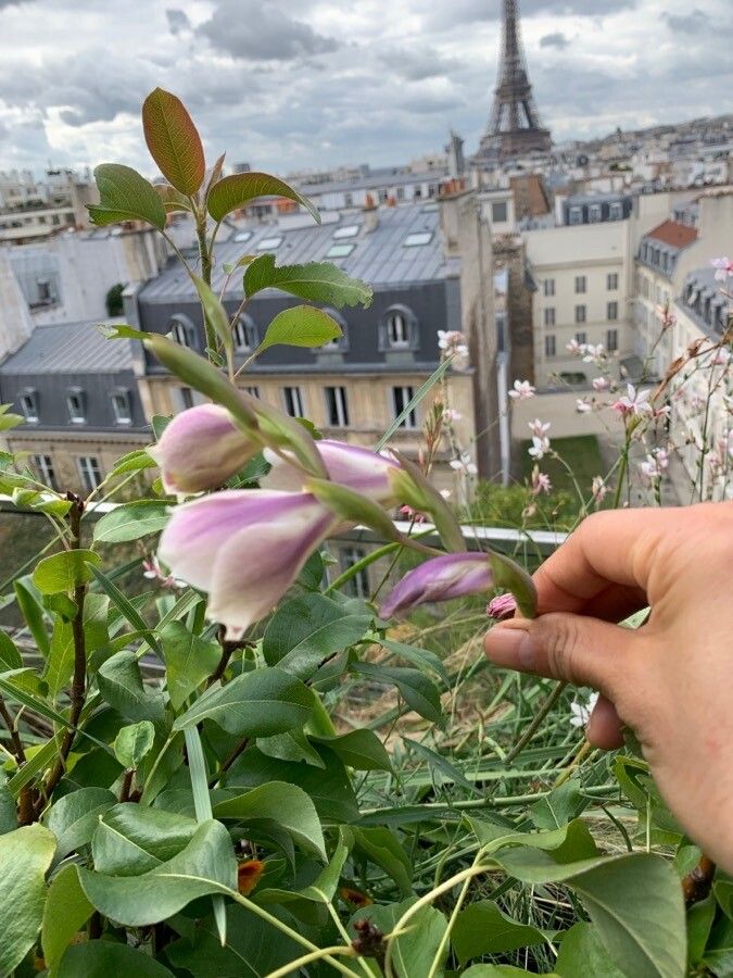 Gladiolus papilio — search result for 'Gladiolus'