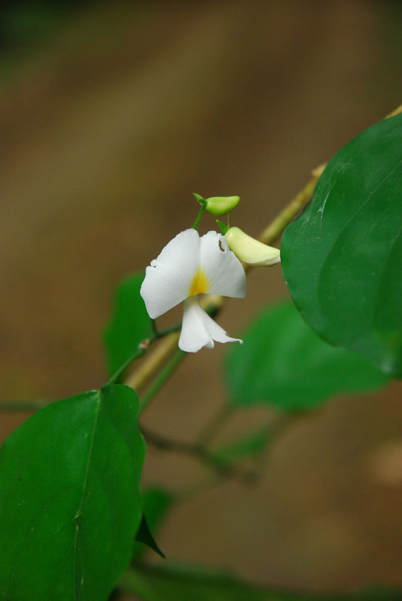 Baphia leptobotrys flower