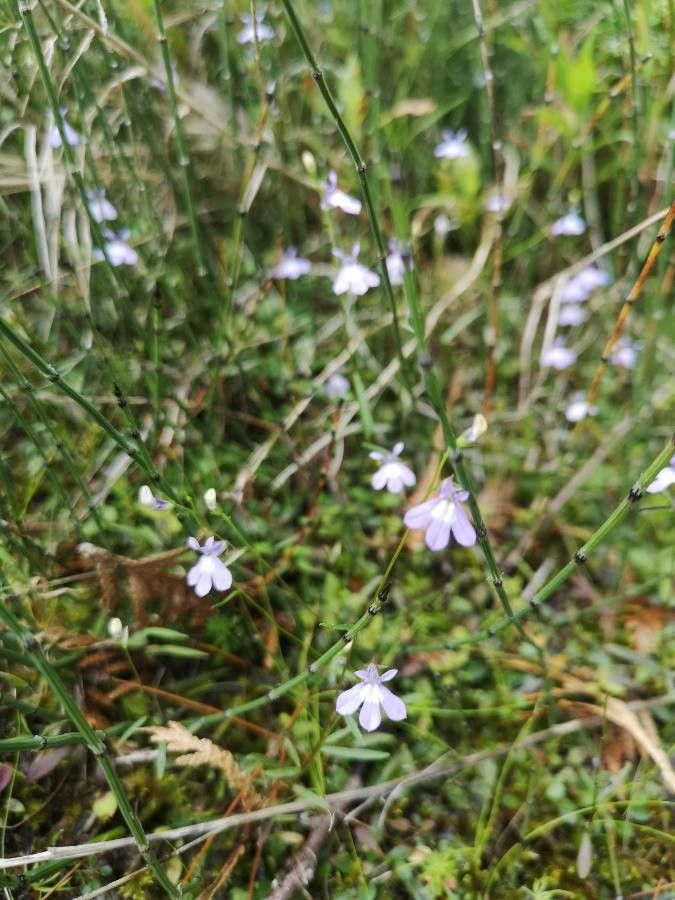 Lobelia kalmii — search result for 'Lobelia'