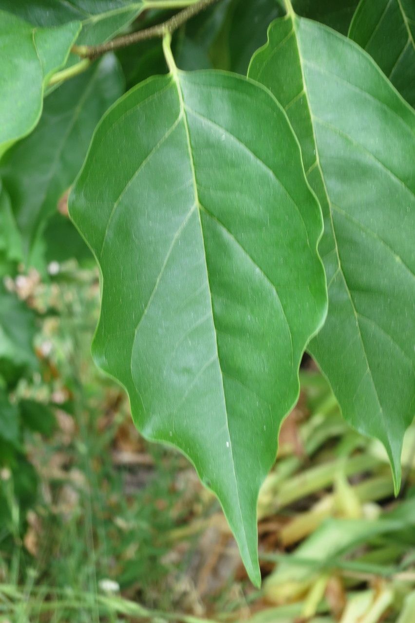 Cudrania tricuspidata — search result for 'Maclura'