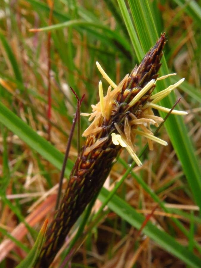 Carex caryophyllea flower