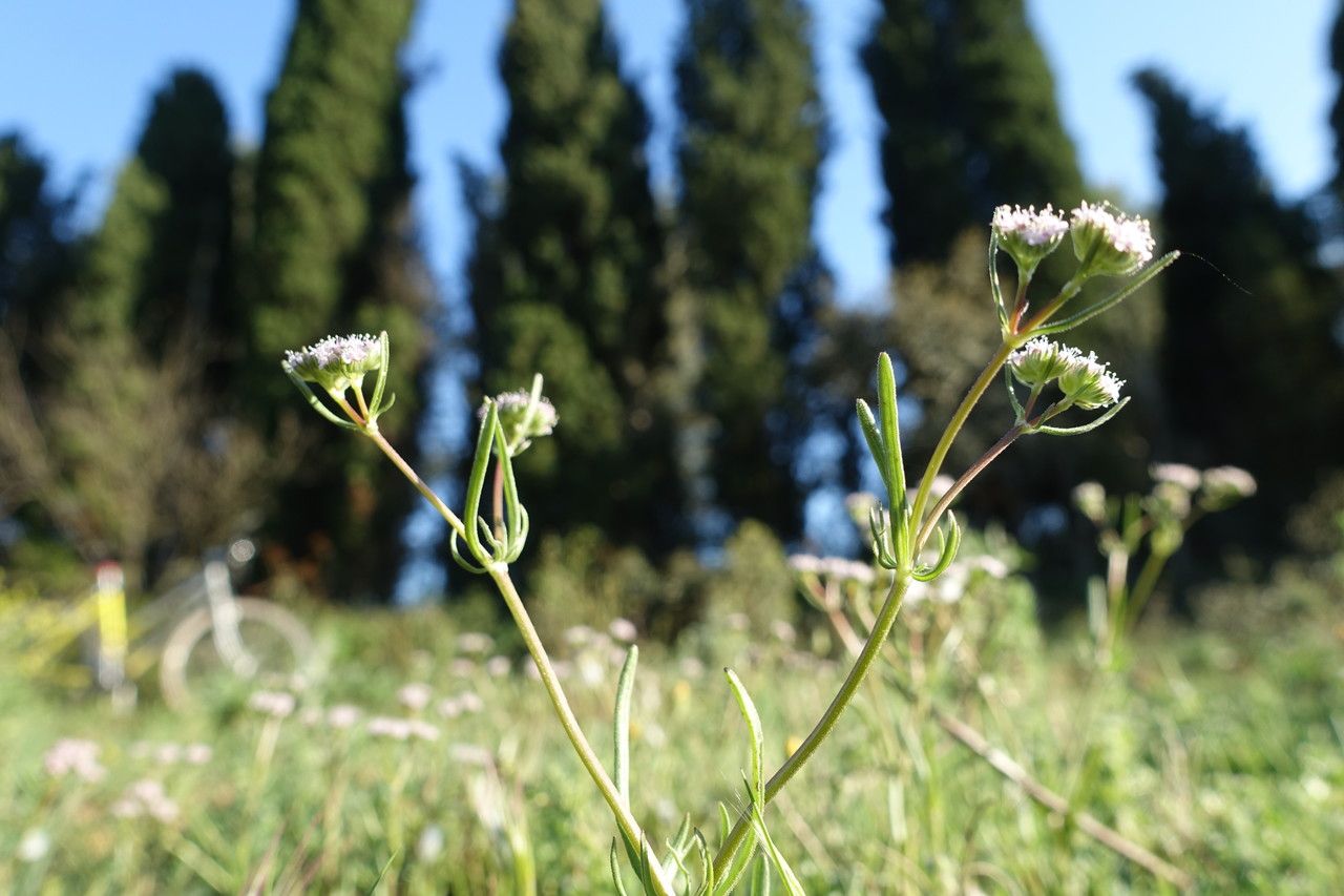 Valerianella coronata leaf