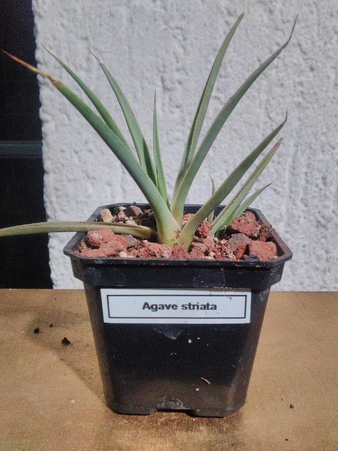 Agave striata — search result for 'Agave'