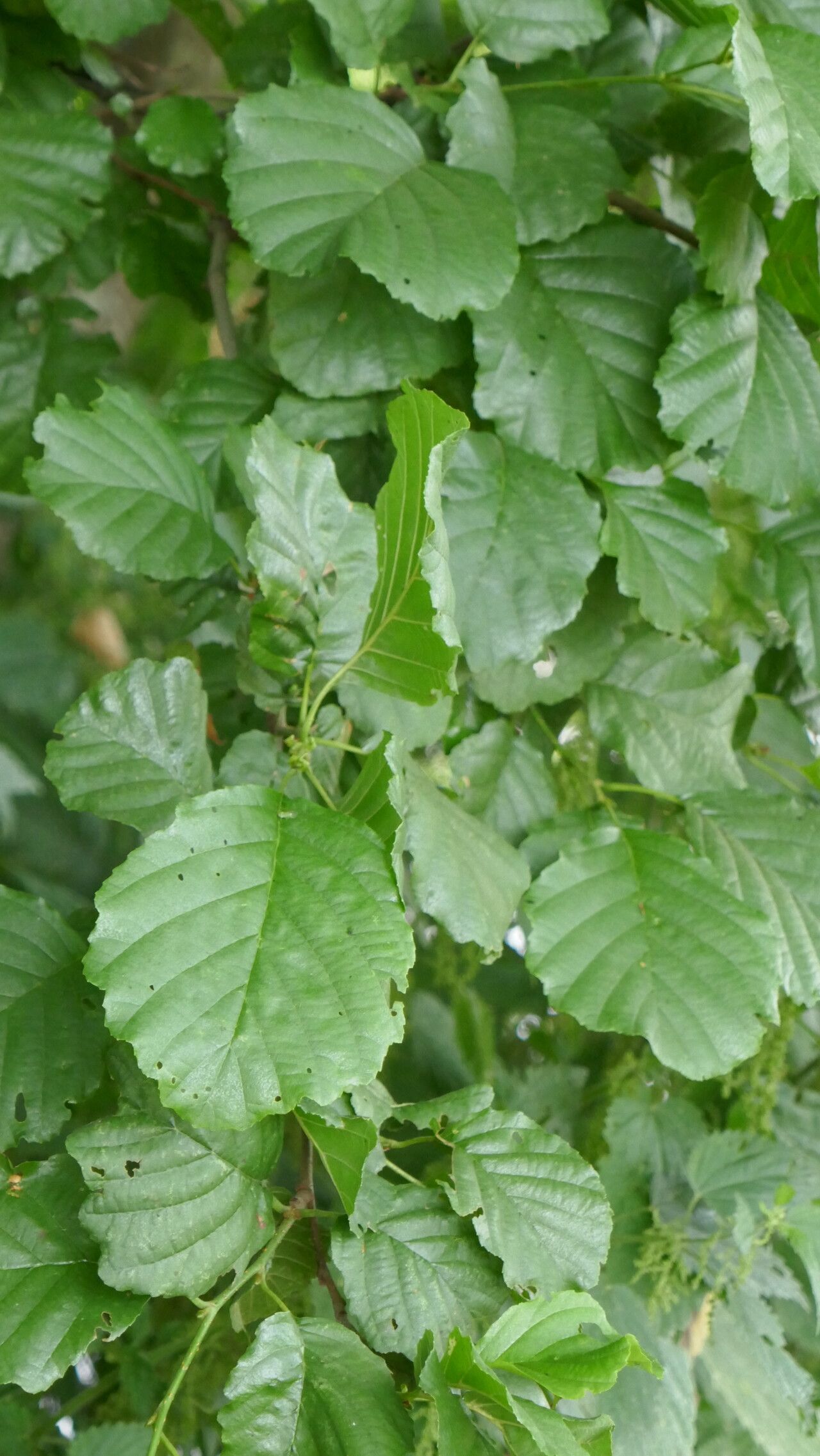 Alnus × pubescens leaf