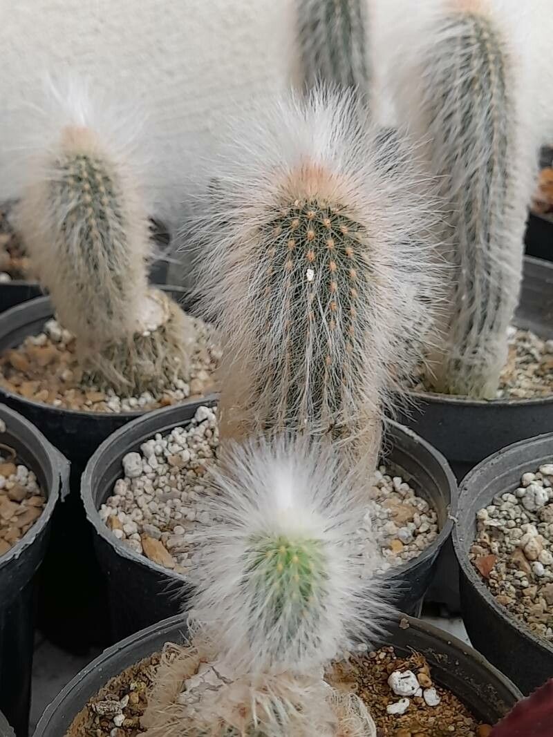 Echinocereus longisetus other