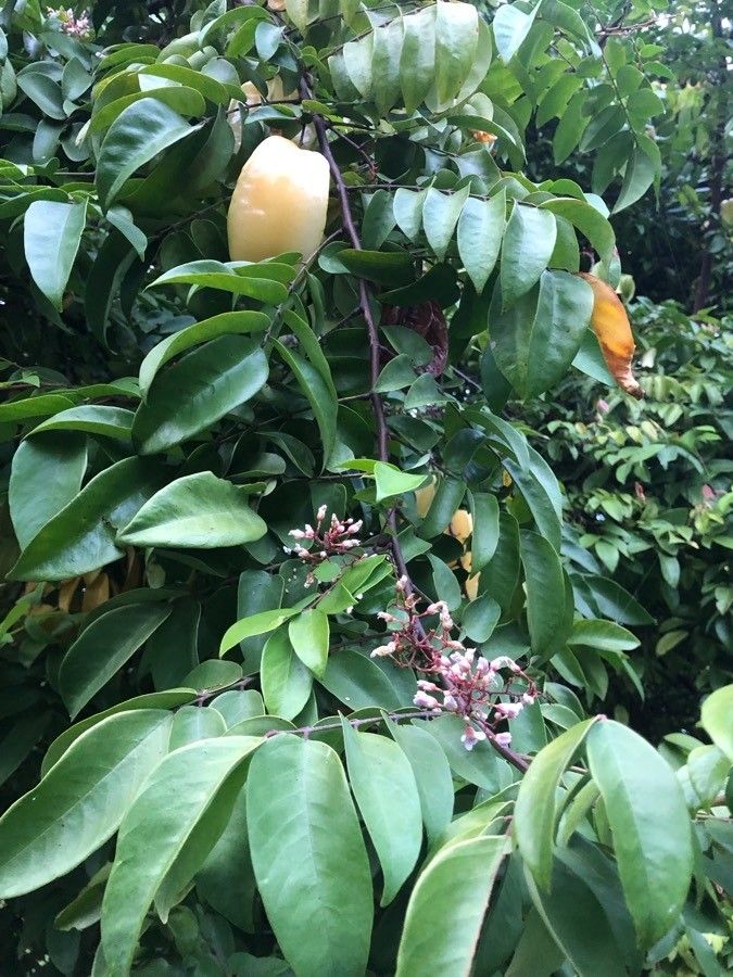 Averrhoa carambola flower